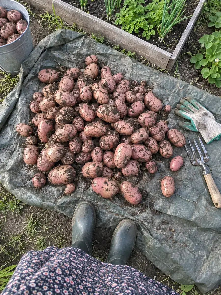 Урожай клієнта Київ