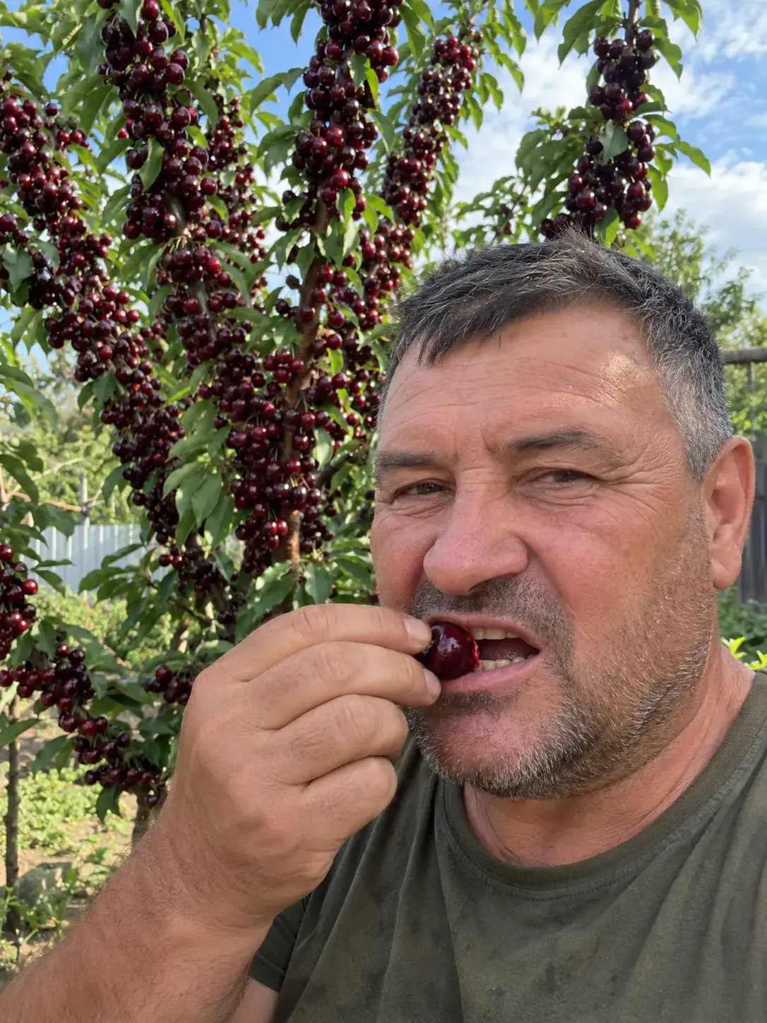 Гілки китайської черешні в ягодах